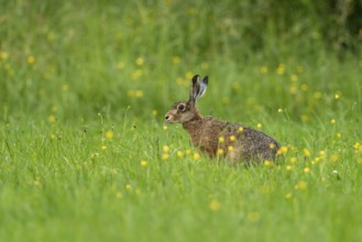 European hare (Lepus europaeus), Vulkaneifel, Rhineland-Palatinate, Germany