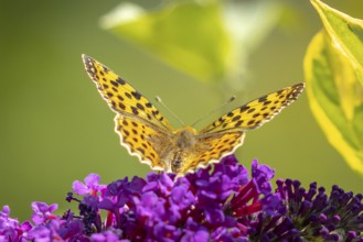 Small pearl-bordered fritillary (Issoria lathonia) on lilac (Buddleja davidii), Ternitz, Lower
