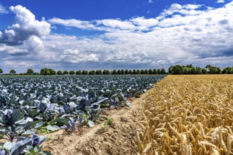 Agriculture, fields, wheat on the right, cabbage cultivation on the left, red cabbage, near Kempen