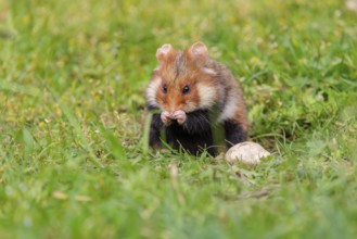 A European hamster (Cricetus cricetus) cleans its snout in a green meadow on a cloudy day