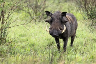 Warthog (Phacochoerus africanus), adult, male, foraging, alert, Kruger, Kruger National Park, South