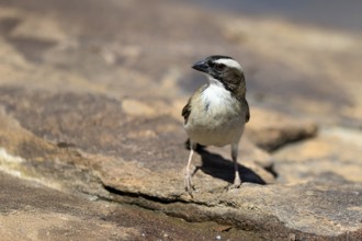 White-browed Weaver (Plocepasser mahali), adult male, on the ground, alert, Mountain Zebra National