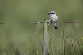 Red-backed shrike (Lanius collurio), Emsland, Lower Saxony, Germany