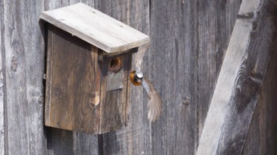 A redstart (Phoenicurus phoenicurus) male takes off from the entrance of a birdhouse, animal photo,