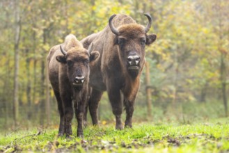 European bison (Bison bonasus) standing on a clearing of a forest in autumn, Bavaria, Germany