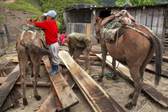 Draft horses and man, Man unloading a draft horse loaded with planks, Imbabura province, Ecuador,