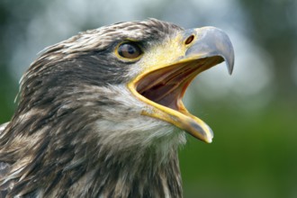 Black chested buzzard, Geranoaetus melanoleucus, Immature female perched on a tree, Open beak,