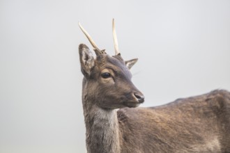 European fallow deer (dama dama) buck in autumn, portrait, Bavaria, Germany
