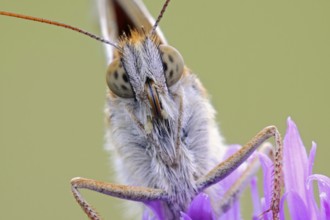 Dark Green Fritillary (Argynnis aglaja), detailed close-up, feeding, nibbling on the nectar of a