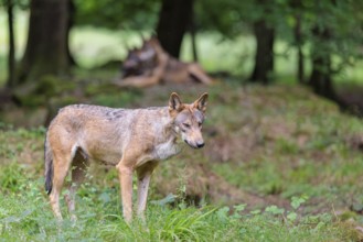 A female gray wolf (Canis lupus lupus) stands at the edge of the forest on a cloudy day. Some other