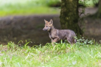 A gray wolf pup (Canis lupus lupus) stands on a small hill at the edge of the forest and observes
