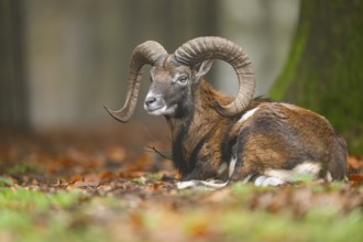 European mouflon (Ovis aries musimon) ram (male) lying in a forest in autumn, Bavaria, Germany