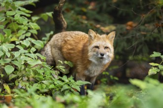 Red fox (Vulpes vulpes) standing in a forest in autumn, Bavaria, Germany
