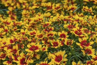 Girl's eyes (Coreopsis), North Rhine-Westphalia, Germany