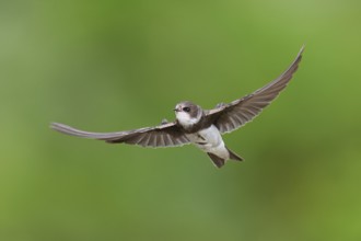 Sand martin (Riparia riparia), in flight, Reussegg nature reserve, Canton Aargau, Switzerland