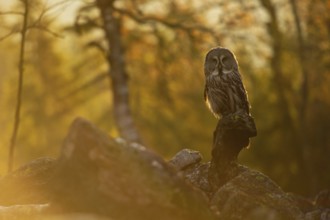 The day awakens... Bearded owl (Strix nebulosa) in the glaring backlight early in the morning in a