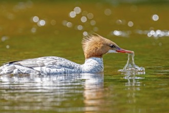 Common merganser (mergus merganser), Female drinking in a lake, La Mauricie national park. Province