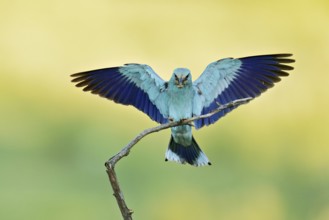 European Roller (Coracias garrulus), with insect in its beak approaching a perch, Bulgaria