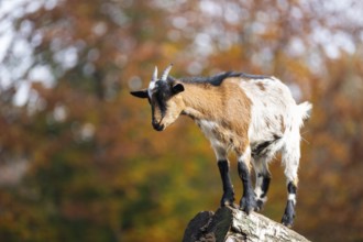 Domestic goat (Capra hircus) standing on a wood in autumn, Bavaria, Germany