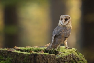 Beautiful... Barn owl (Tyto alba), one of the most beautiful and best known owls native to Europe,