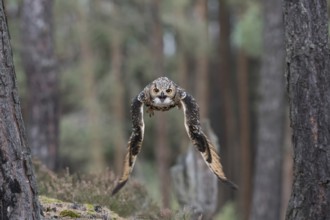 Flying through the forest... Bengal Eagle Owl (Bubo bengalensis), also known as Indian Eagle Owl in