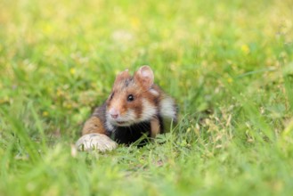A European hamster (Cricetus cricetus) leaves his burrow