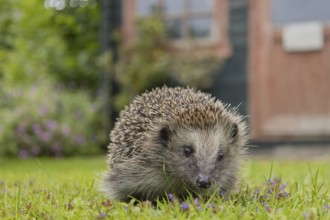 European hedgehog (Erinaceus europaeus) adult animal on an urban garden grass lawn with a wooden