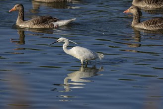 Little Egret (Egretta garzetta) Germany