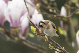 European goldfinch (Carduelis carduelis) adult bird feeding on a garden Magnolia tree in spring,