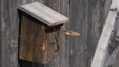 A redstart (Phoenicurus phoenicurus) female jumps out of the entrance of a birdhouse, animal photo,