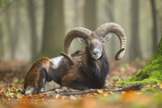 European mouflon (Ovis aries musimon) ram (male) lying in a forest in autumn, Bavaria, Germany