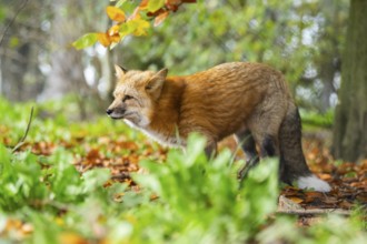 Red fox (Vulpes vulpes) standing in a forest in autumn, Bavaria, Germany