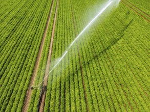 Artificial irrigation with a sprinkler system in a field where carrots are grown, near Kerken, on