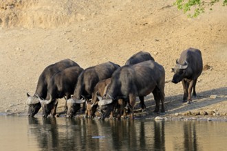 Cape buffalo (Syncerus caffer), adult, young animal, drinking, water, herd, Kruger, Kruger National