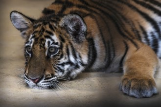 Tiger (Panthera tigris) Pattaya Thailand