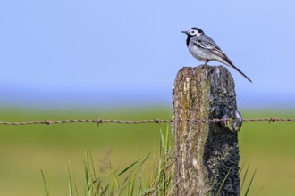 White wagtail (Motacilla alba alba) male perched on weathered wooden fence post with barbed wire