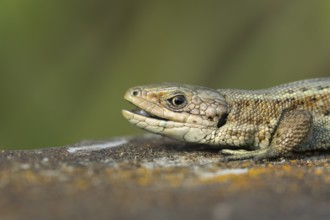 Common lizard (Zootoca vivipara) adult reptile with its mouth open on a wooden sleeper, England,