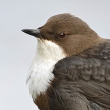 Close-up... White-throated Dipper (Cinclus cinclus) detailed head portrait, close-up, native