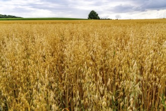 Agriculture, field with grain, oats, shortly in front of harvest, near Nettetal, on the Lower
