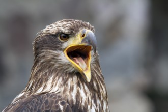Black chested buzzard, Geranoaetus melanoleucus, Immature female perched on a tree, Open beak,