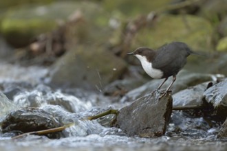 Feather care... White-throated Dipper (Cinclus cinclus) standing on a stone on the bank at the edge