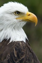 Bald eagle, Haliaeetus leucocephalus, Eagle perched and watching, Portrait, Profil, Close-up,