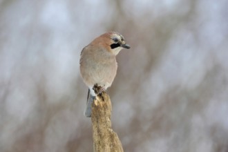 On top... Eurasian Jay (Garrulus glandarius), adult bird, sitting exposed on the top of an old