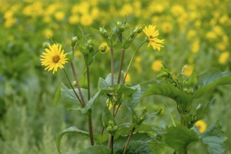 Silphium perfoliatum (Silphium perfoliatum), perennial and perennial plant that can be cultivated