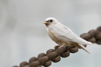 Fledged... Barn Swallow (Hirundo rustica), fledged young white swallow with a genetic defect that