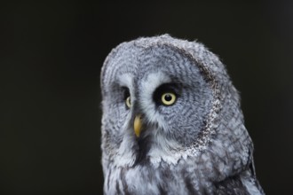 Portrait... Bearded Owl (Strix nebulosa), detailed close-up, typical facial veil, head, portrait,