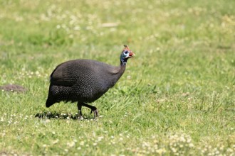 Helmeted guineafowl (Numida meleagris), adult, calling, running, foraging, Kirstenbosch Botanical