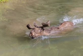 An aggressive bull moose (Alces alces) swims in a stream on a sunny day