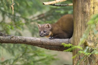 European pine marten (Martes martes) in a forest in autumn, Bavaria, Germany