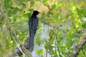 Cape Cuckoo (Clamator levaillantii), adult, on tree, alert, Kruger, Kruger National Park, South